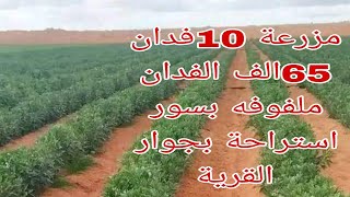 مزرعة 10فدان للبيع استراحة نموذجية متكاملة زراعي سكني حيواني داجني ملفوفه بسور