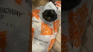 My cat has the funniest obsession with plastic bags #shorts #cat #funny #youtubeshorts #fyp