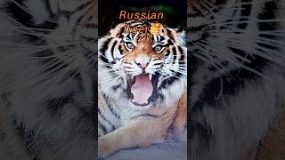 Тигриный акцент🐯🦋🐠