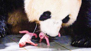 Discover Why This Giant Panda's Birth Left Zookeepers in Tears!