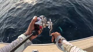 #tuna , #snapper  and Belt fish at Khorfakkan jigging trip