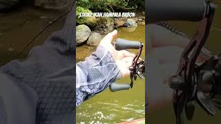 Mancing dan strike ikan hampala / sebarau Babon #mancing #mancingmania #mancingikan #mancinghampala