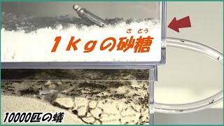 蟻戦争Ⅲ＃181 10000匹のアリに「１ｋｇの砂糖」を与えたら・・・！  編～Ants and amount of sugar～