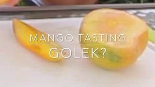 Mango Tasting - Golek? - Indonesian Mango grown in Florida