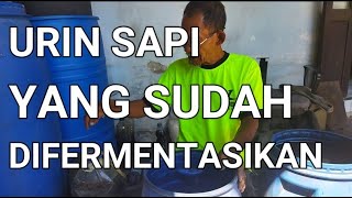 CARA BUDIDAYA IKAN GURAME DI KOLAM BETON || URIN SAPI YANG DIFERMENTASIKAN || PROBIOTIK CAMPURAN AIR