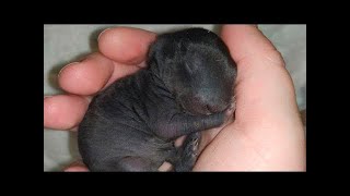 Un chien berger a ramené un animal de la forêt, mais il s’est avéré que ce n'était pas un chien.