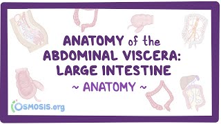 Anatomy of the abdominal viscera: Large intestine