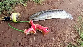 KETAPEL IKAN || poin predator TOMAN