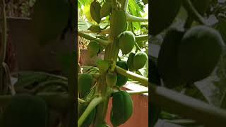 small and cute papaya tree