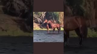 Funny Floating Horses