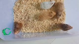 dwarf hamster in Mumbai|amazing dwarf hamsters| #dwarfhamster #hamsters #forsale #pets #mumbai