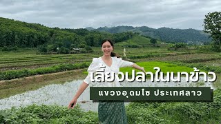 เลี้ยงปลาในนาข้าว แขวงอุดมไซ ประเทศลาว | Udon Organic Farm