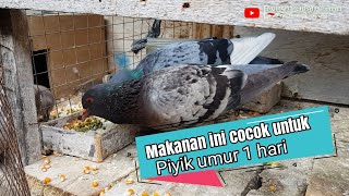 MAKANAN YANG COCOK UNTUK || PIYIK MERPATI UMUR 1 HARI  || Merpatiku Channel