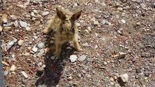 conejo bebe se enoja y ataca...Baby Bunny Attacks