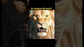 OMG! शेर आत्महत्या क्यों करता है 🦁 #shortvideo #short