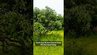 67 Gunte ( 1.27 Acre ) Mango Farm Land Sale in Channapatna, Charan 7338474634, 60 km from Bengaluru