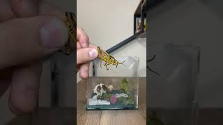 Making An Insect Diorama (Part 10)