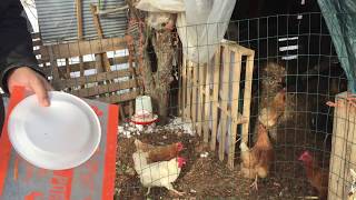 no limit chicken feeding 1/7/18