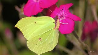 Brimstone butterflies (Gonepteryx rhamni) on magenta Rose campion (Silene coronaria)