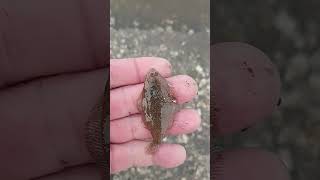 baby flounder