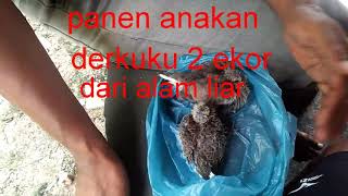 dapat 2 anakan derkuku di pohon ketepeng depan rumah