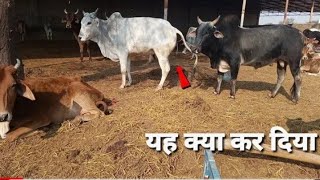 Cow and bull meeting |cow bull and buffaloes meeting video bull meeting buffaloes meeting