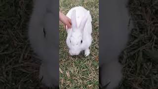 #Shorts Cute rabbit #cats #cuteanimals