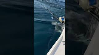 #tuna #fishing #fishingvideo #fish #bluefintuna #tunafish #tunafishing #fishinglife #bass #mahi #