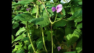 Cooking  Long Beans; Southern style.