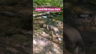 Laurel Hill State Park,PA #outdoors #adventure #nature #hiking #dog #solotravel #waterfalls #growth