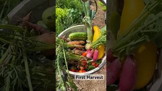 Basket Full of Garden Goodies #firstharvest #organicfarming #growyourownfood #gardentotable