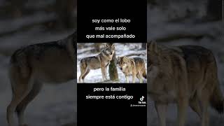 más vale solo, que mal acompañado #reflexiones #reflexión #familia #lobos #wolves