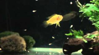 Apistogramma agassizii Fire Red.wmv