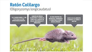 El Hantavirus es una enfermedad que está muy presente en nuestra región.