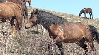 Жеребец Живчик, поиск витаминов