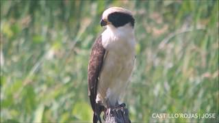 Laughing Falcon | Guaco | Herpetotheres cachinnans