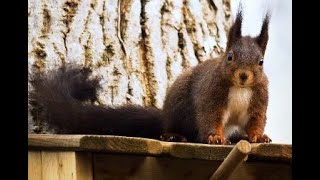 Beautiful red squirrel wiggles its tail