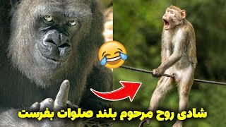 دوبله های طنز مشهدی / پاره میشی از خنده 😂 صدا گذاری خنده دار