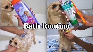 Dog Bath Time Routine / Pampering My 1 Year Old Chihuahua | Pretty Jazi 💕