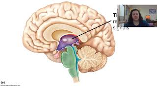 Diencephalon