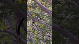 Monkeys Playing In A Tree