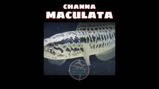 ikan channa maculata || ikan predator || tunggu pancing#shortviral #videoshorts #shorts #short