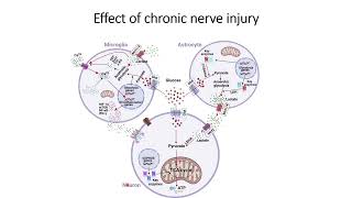 Effect of Chronic Nerve Injury #Code: 534