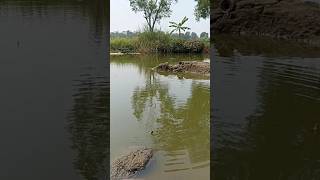 Langsung strike gess ikan mujaer #shorts #shortvideo #mancing #fhising #ikan #fyp