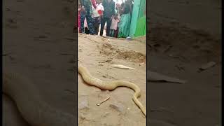 bigsize cobra  #yearofyou #koraput #viral #snakebite #snakerescue #1millionviews #ayubkoraput