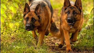 Pastor Alemão Atacando Assaltantes | Animais que salvam vidas