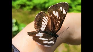 Бабочка и музыка/Butterfly and music.