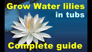 Wow, Grow water lilies in tubs, complete guide, all methods