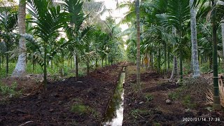 Berkebun pinang investasi untuk masa depan