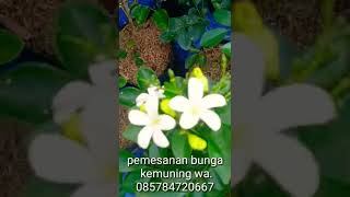 TANAMAN HIAS KEMUNING | REVIW (Sumber Nektar Polen)  #shorts #shortsvideo #shortsfun #shortsvideos